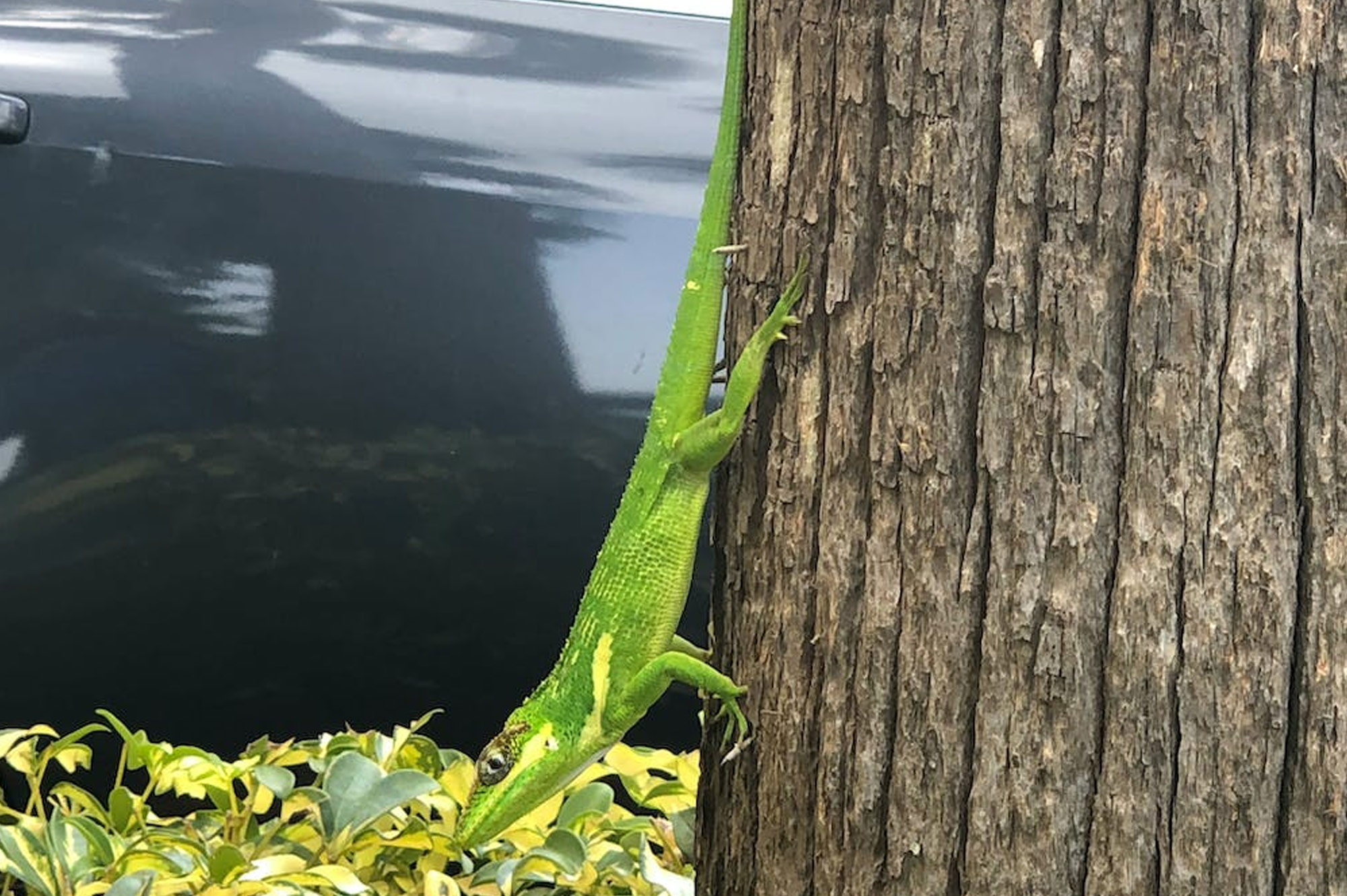 Green Lizard on Tree Trunk Photo